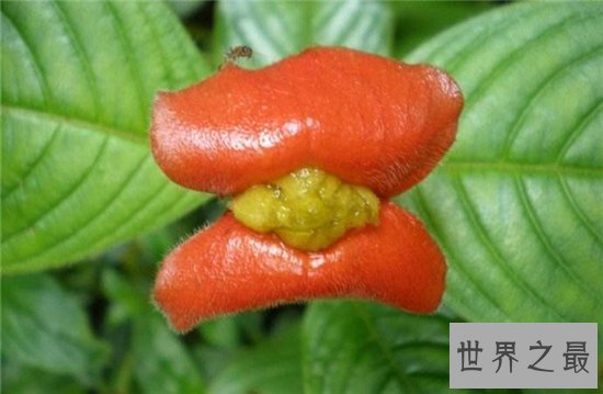 嘴唇花外形像涂了口红的嘴唇,天然生长不经过处理