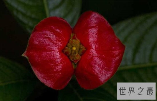 嘴唇花外形像涂了口红的嘴唇,天然生长不经过处理