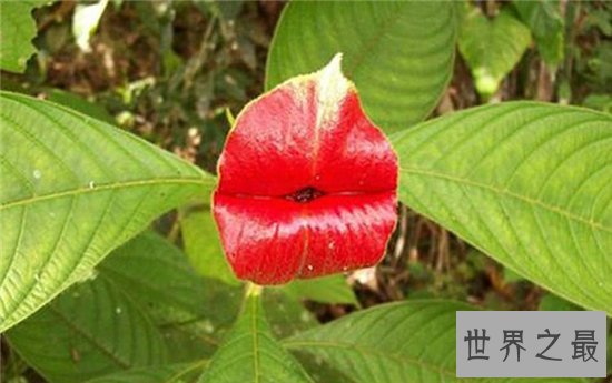 嘴唇花外形像涂了口红的嘴唇,天然生长不经过处理