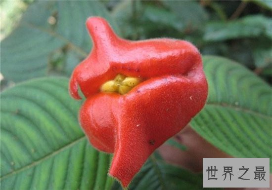 嘴唇花外形像涂了口红的嘴唇,天然生长不经过处理