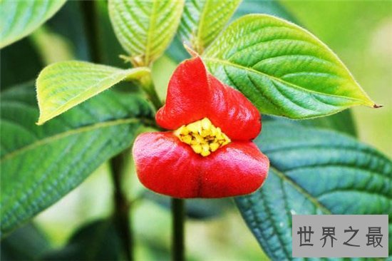 嘴唇花外形像涂了口红的嘴唇,天然生长不经过处理