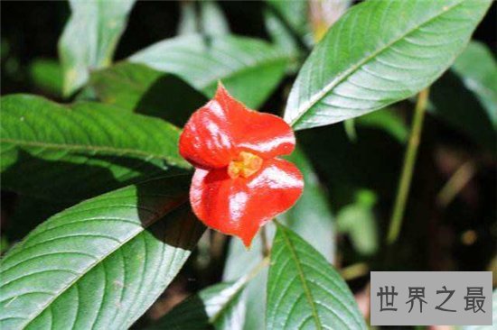 嘴唇花外形像涂了口红的嘴唇,天然生长不经过处理