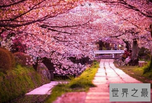 世界最美丽的花排行榜,上帝宠爱的结晶