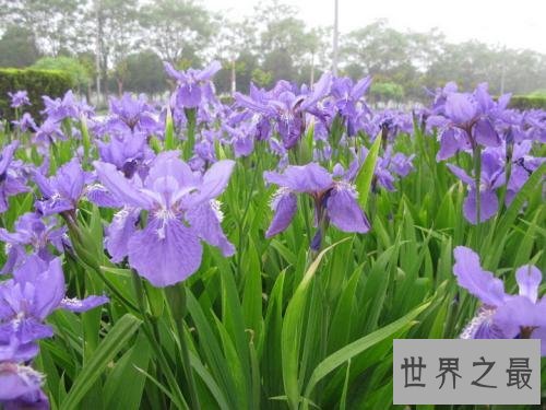 世界最美丽的花排行榜,上帝宠爱的结晶