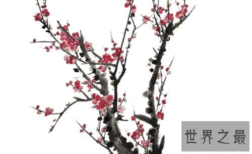 世界最美丽的花排行榜,上帝宠爱的结晶