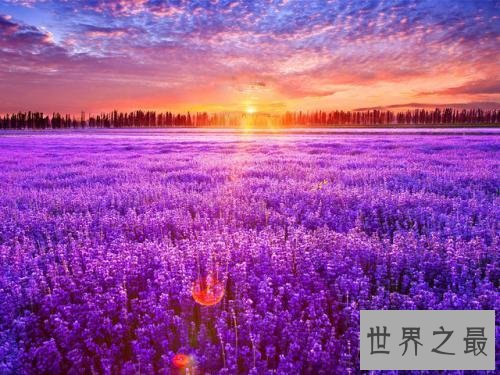 世界最美丽的花排行榜,上帝宠爱的结晶