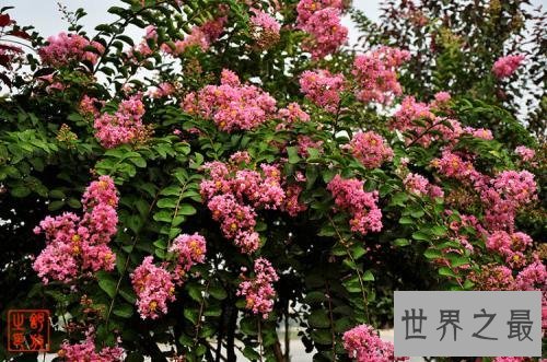 世界最美丽的花排行榜,上帝宠爱的结晶