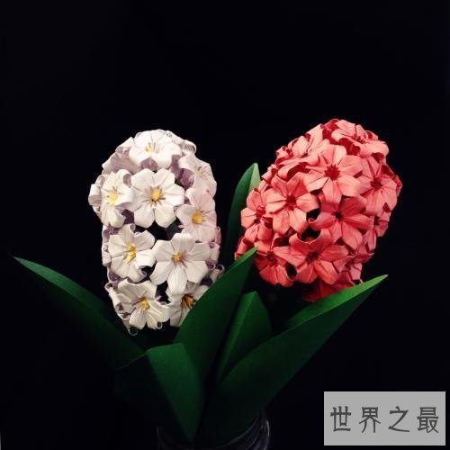 世界最美丽的花排行榜,上帝宠爱的结晶