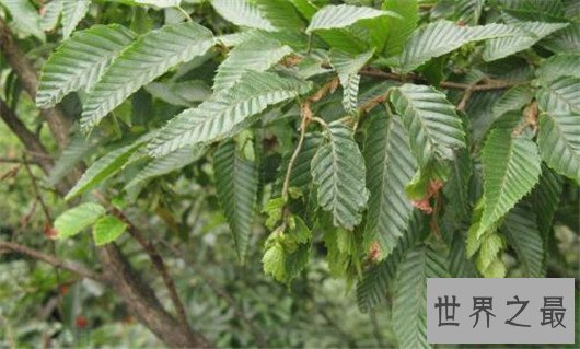 世界上最奇特的树,能吃人会吸血的树