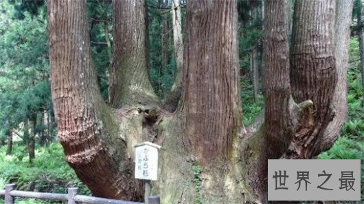 世界上最奇特的树,能吃人会吸血的树