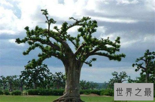 世界上最奇特的树,能吃人会吸血的树
