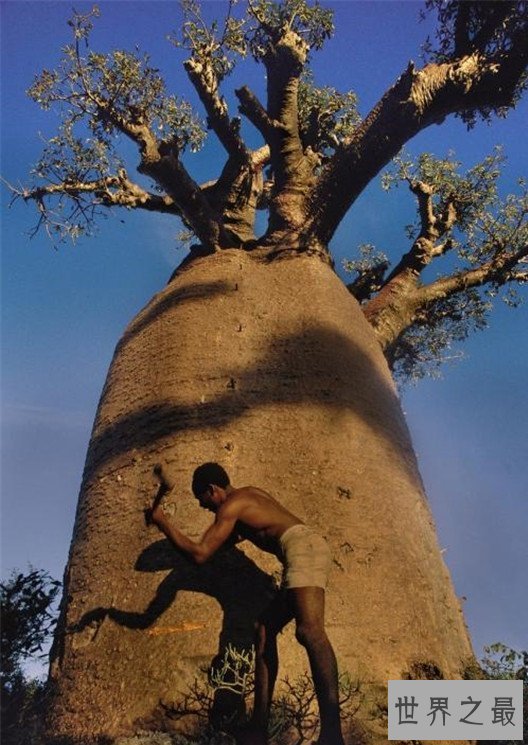 世界上最奇特的树,能吃人会吸血的树