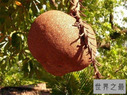 世界上最奇特的树,能吃人会吸血的树