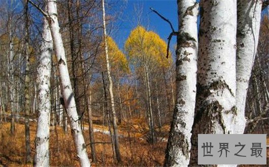 世界上最奇特的树,能吃人会吸血的树