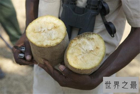 世界上最奇特的树,能吃人会吸血的树