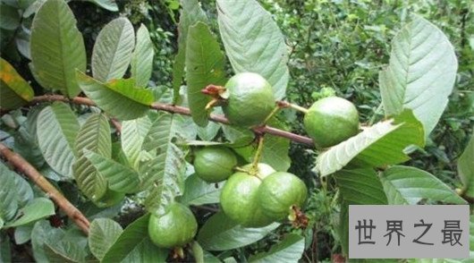 世界上最奇特的树,能吃人会吸血的树