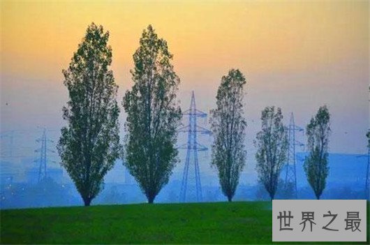 世界上最奇特的树,能吃人会吸血的树