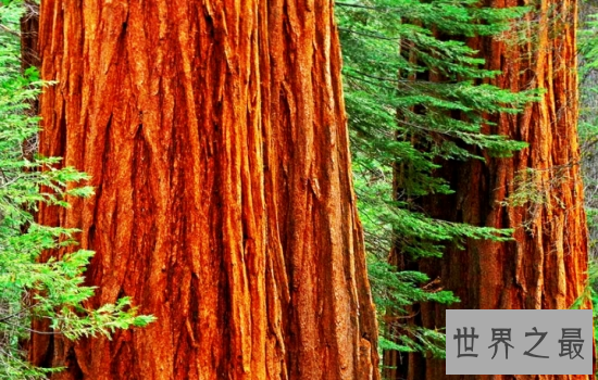 世界上最高的树杏仁桉吸水性特强，竟有如此顽强的生命力！