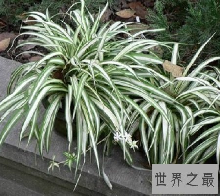 最好看的吊兰品种,如果错过你可能会后悔一辈子