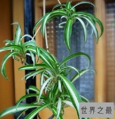 最好看的吊兰品种,如果错过你可能会后悔一辈子