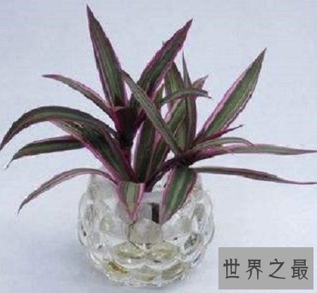 最好看的吊兰品种,如果错过你可能会后悔一辈子