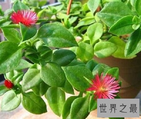 最好看的吊兰品种,如果错过你可能会后悔一辈子