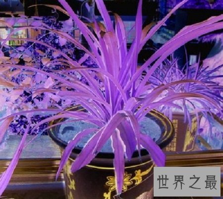 最好看的吊兰品种,如果错过你可能会后悔一辈子