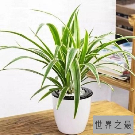 最好看的吊兰品种,如果错过你可能会后悔一辈子