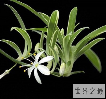 最好看的吊兰品种,如果错过你可能会后悔一辈子