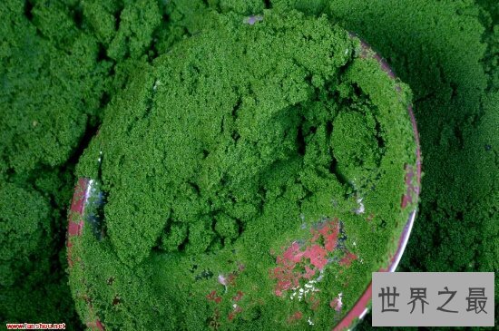 世界上最小的花,全是绿色,看起来就像是绿色的种子浮在水面