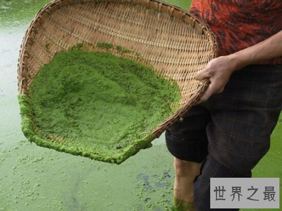 世界上最小的花,全是绿色,看起来就像是绿色的种子浮在水面