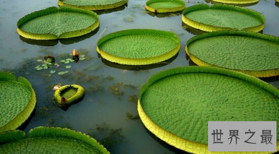 世界上最小的花,全是绿色,看起来就像是绿色的种子浮在水面