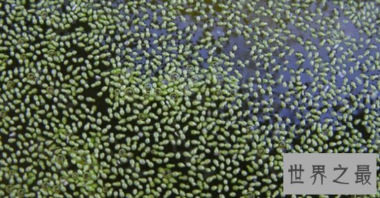 世界上最小的花,全是绿色,看起来就像是绿色的种子浮在水面