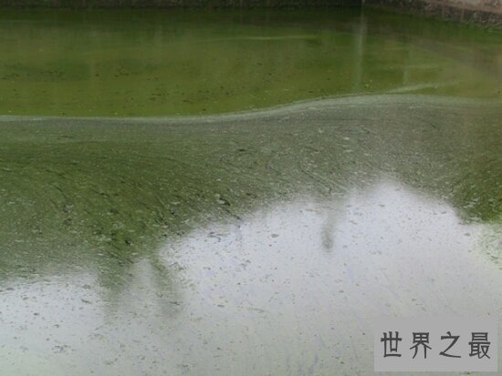 世界上最小的花,全是绿色,看起来就像是绿色的种子浮在水面