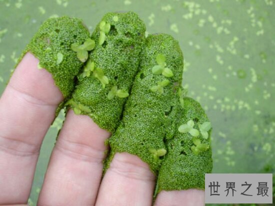世界上最小的花,全是绿色,看起来就像是绿色的种子浮在水面