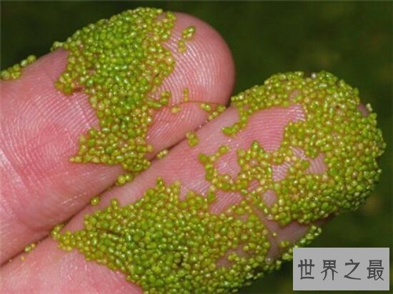 世界上最小的花,全是绿色,看起来就像是绿色的种子浮在水面