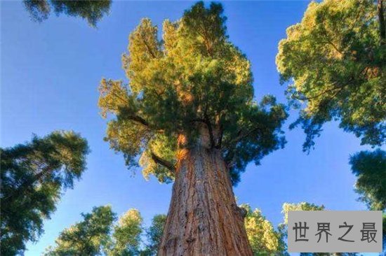 雪曼将军树高度达80多米,已经有3500年的历史