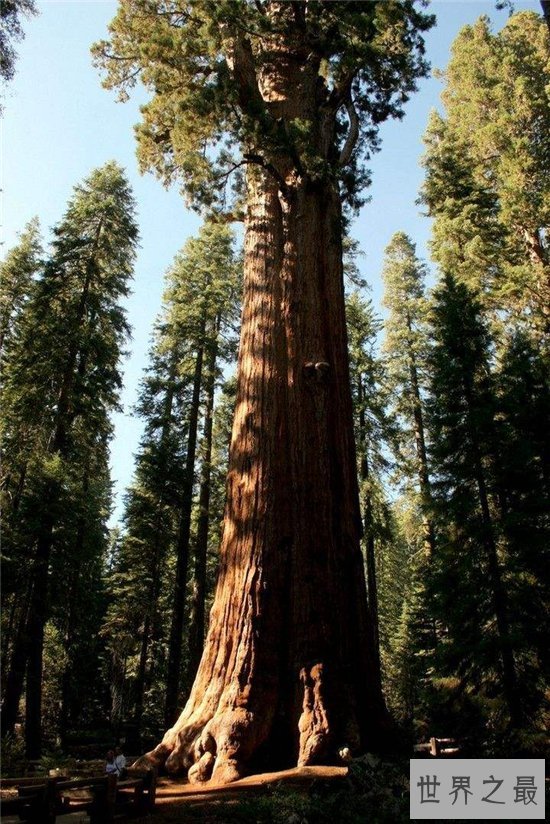 雪曼将军树高度达80多米,已经有3500年的历史