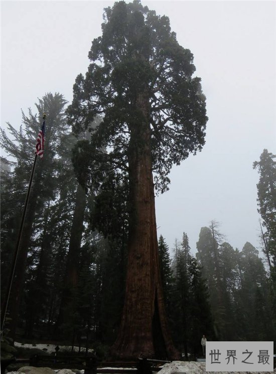 雪曼将军树高度达80多米,已经有3500年的历史