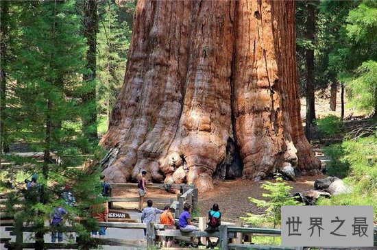 雪曼将军树高度达80多米,已经有3500年的历史