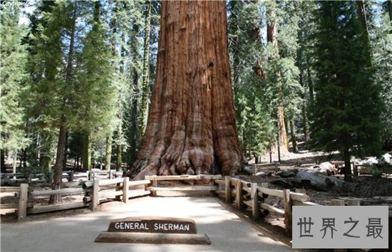 雪曼将军树高度达80多米,已经有3500年的历史