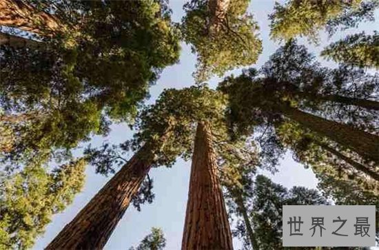 雪曼将军树高度达80多米,已经有3500年的历史