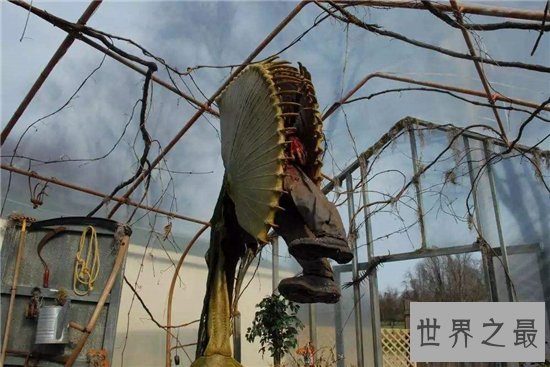 吃人植物生存在热带地区，分泌消化酶对人类造成威胁