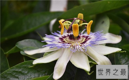 吃人植物生存在热带地区，分泌消化酶对人类造成威胁