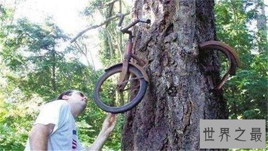 吃人植物生存在热带地区，分泌消化酶对人类造成威胁