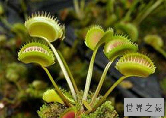 吃人植物生存在热带地区，分泌消化酶对人类造成威胁