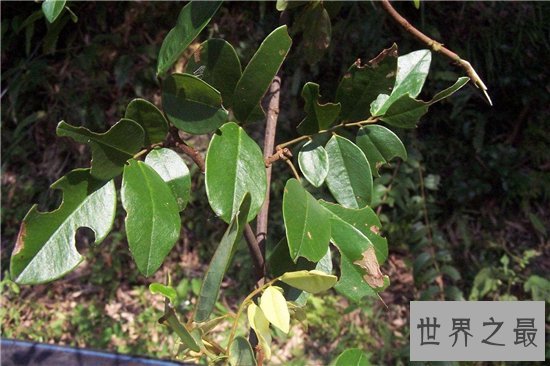 吃人植物生存在热带地区，分泌消化酶对人类造成威胁