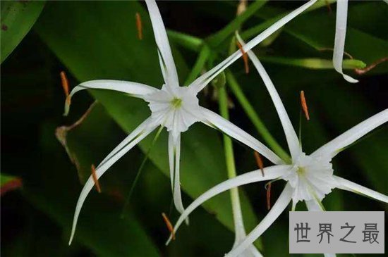 坏女人花具有强烈毒性，经过专业人士指导才能养殖