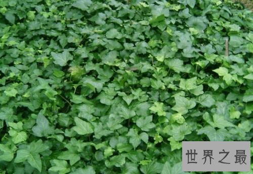 十大室内空气净化植物,改善空气环节压力的最好植物