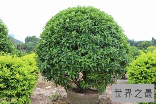 十大室内空气净化植物,改善空气环节压力的最好植物